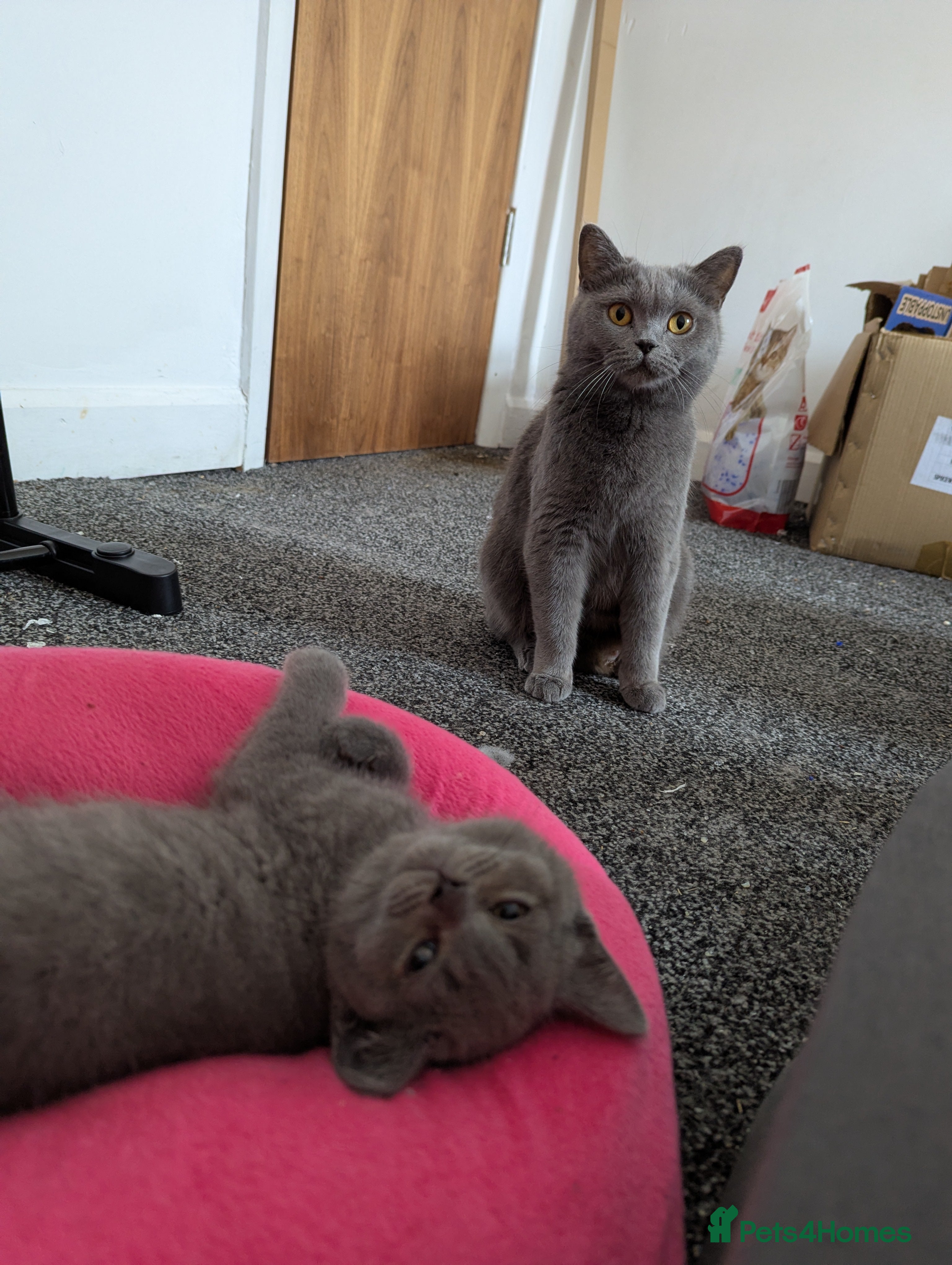 British Shorthair cats Beautiful British Shorthairs - Advert 1
