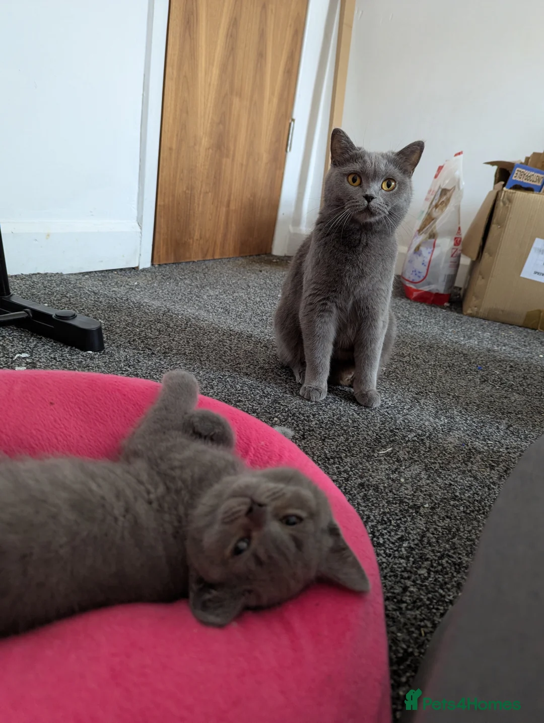 British Shorthair cats for sale: Beautiful British Shorthairs in Blackburn - Advert 1