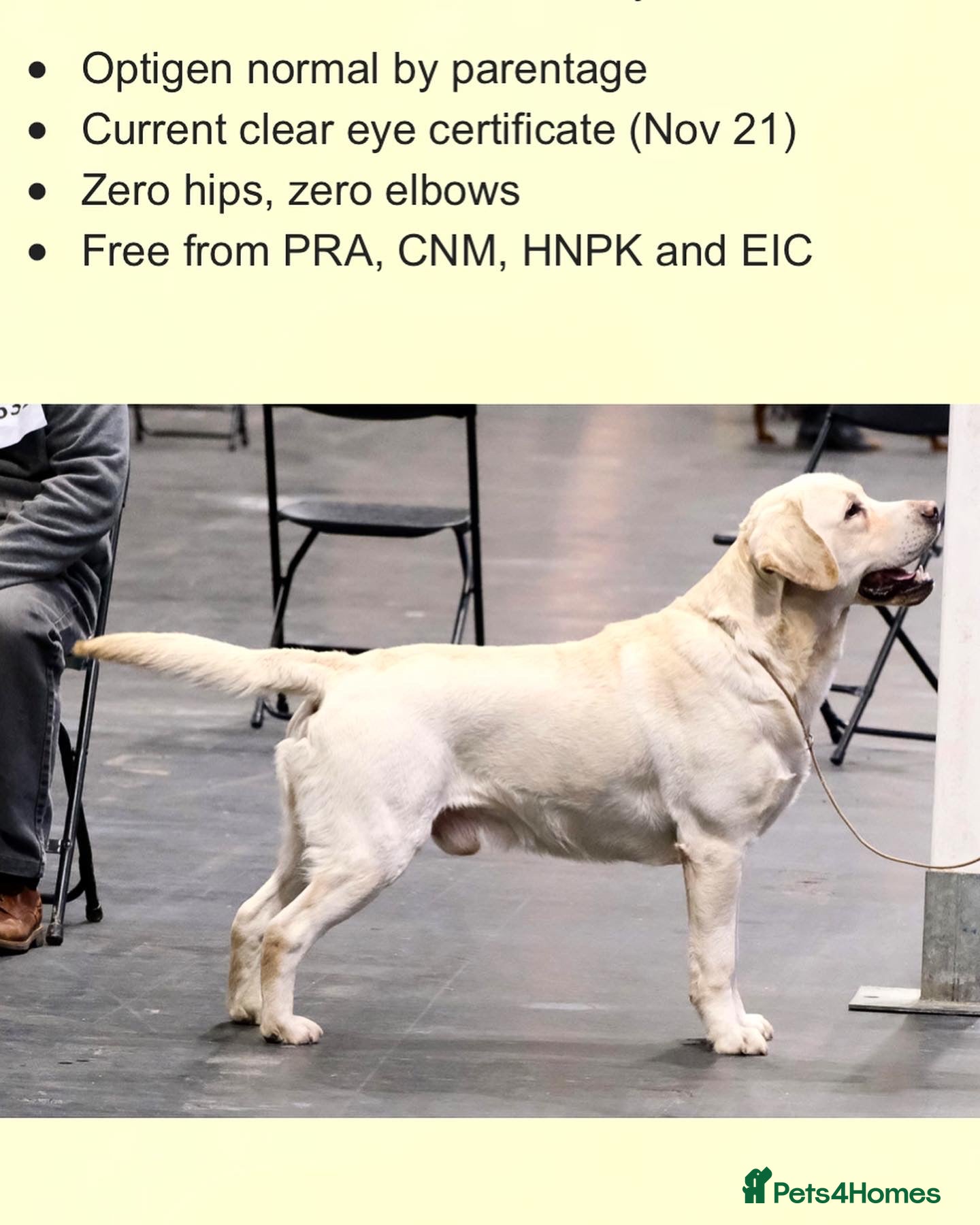 Labrador Retriever dogs Proven traditional Labrador for stud 0:0 Hips in Leyland - Advert 2