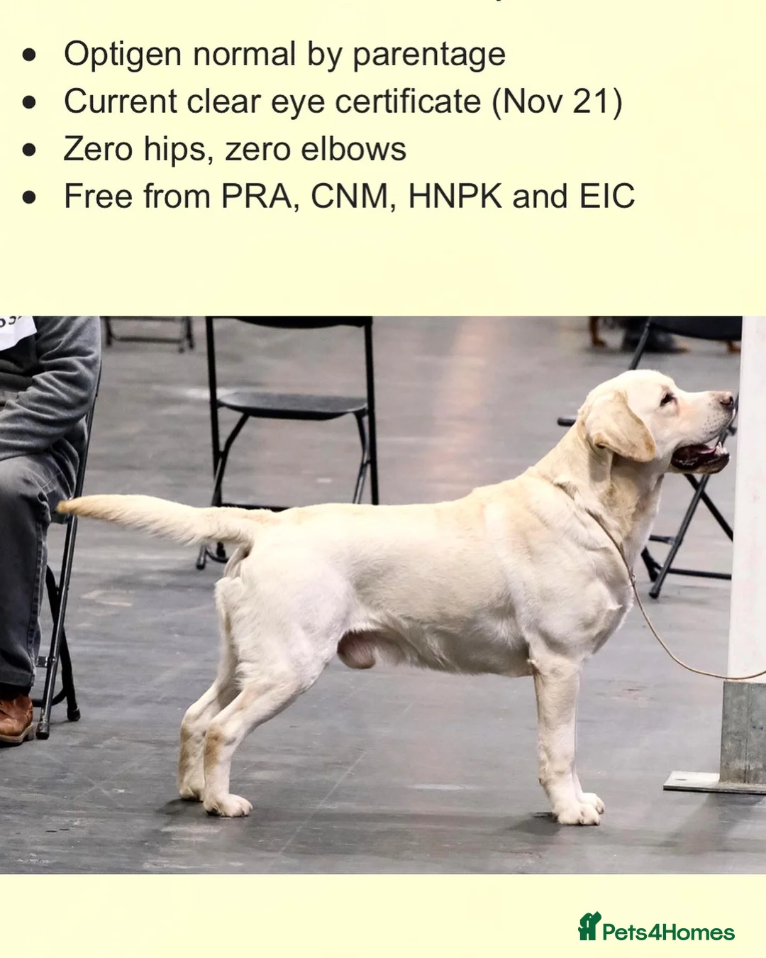 Labrador Retriever dogs for stud: Proven traditional Labrador for stud 0:0 Hips in Leyland - Advert 1