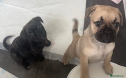 Frug dogs for sale: Beautiful F1 boy Frug - Image 8