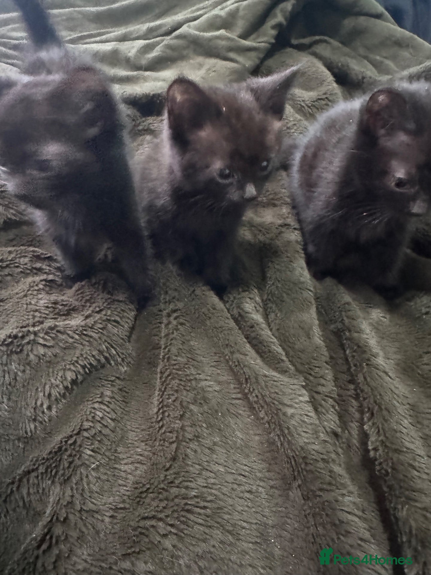 Mixed Breed cats 6 nearly 8 week old kittens  - Advert 5