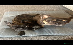 French Bulldog dogs for sale: Hugo and Nova  - Image 1