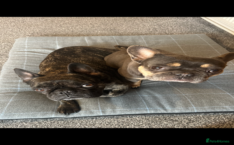 French Bulldog dogs - Advert 8