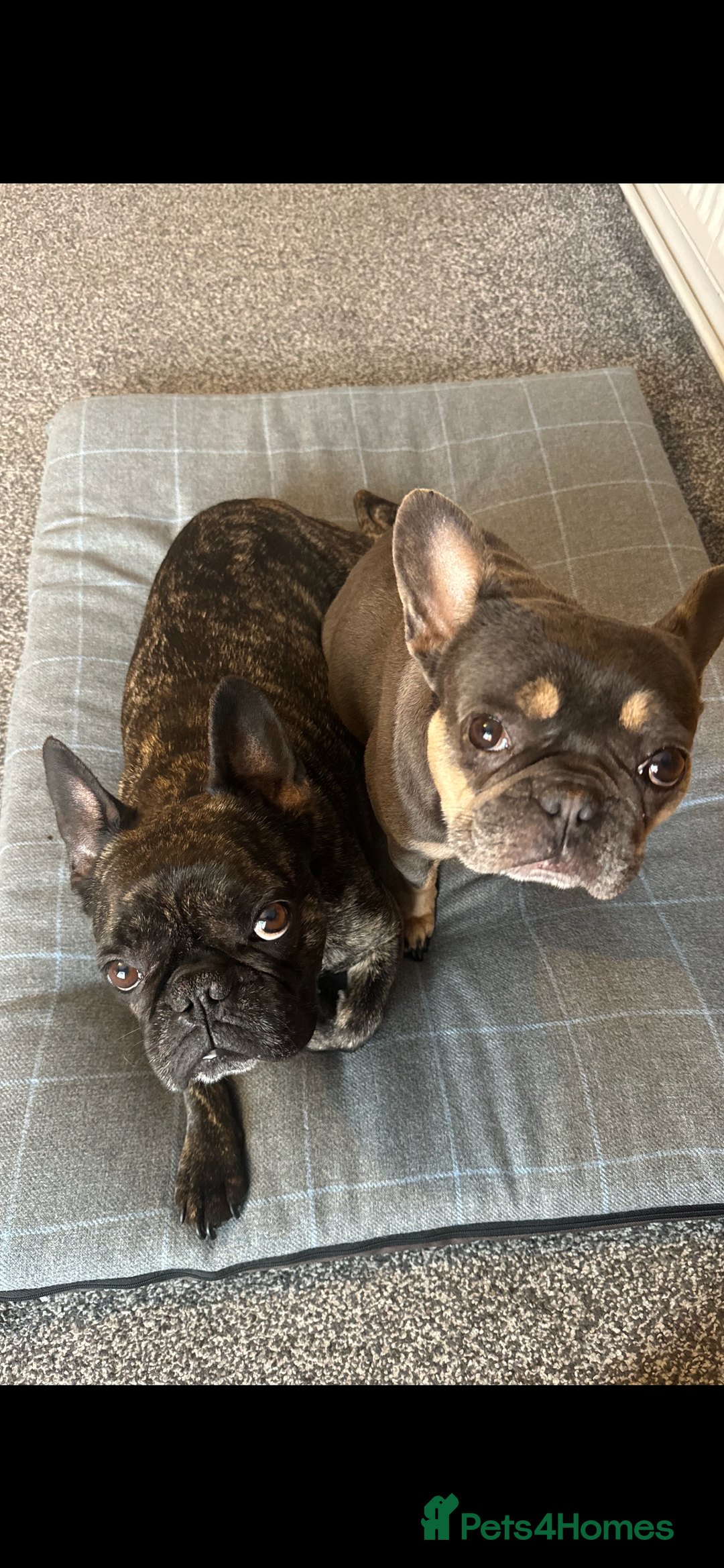 French Bulldog dogs for sale: Hugo and Nova  - Image 1