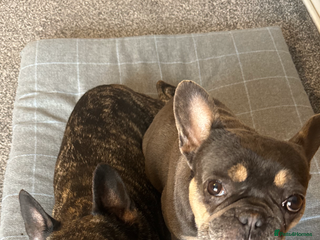 French Bulldog dogs - Advert 4