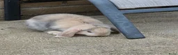 Mini Lop rabbits for sale: Beautiful mini lops - Advert 12