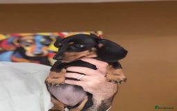 Miniature Dachshund dogs for sale: 🩷Stunning KC Mini Dachshund Puppies READY NOW  - Image 6