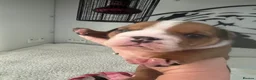 English Bulldog dogs for sale: Bulldog Puppies 1Girl 1boy English bulldog - Advert 10
