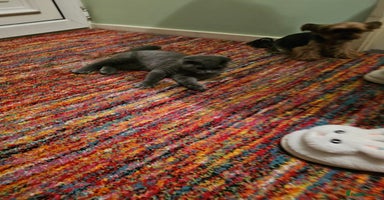 Scottish Fold cats - Advert 2