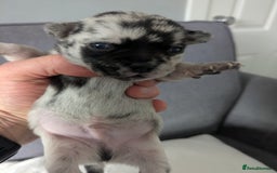 Chihuahua dogs for sale: Stunning merle Chihuahua puppies  - Image 7