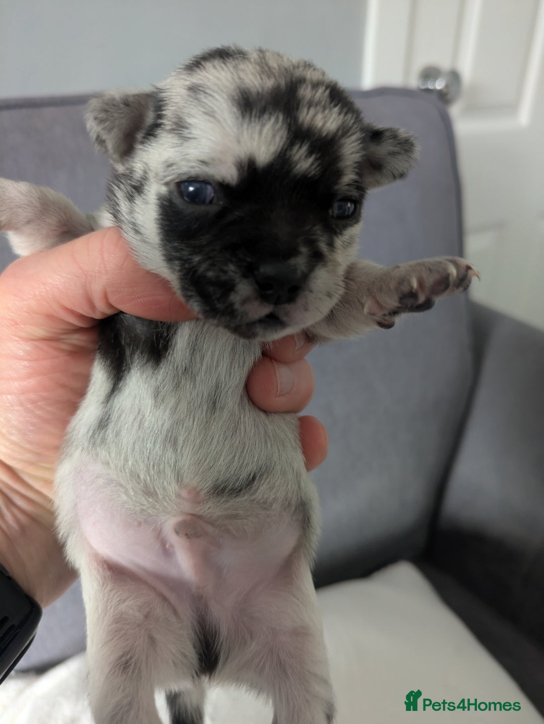 Chihuahua dogs for sale: Stunning merle Chihuahua puppies  - Image 7