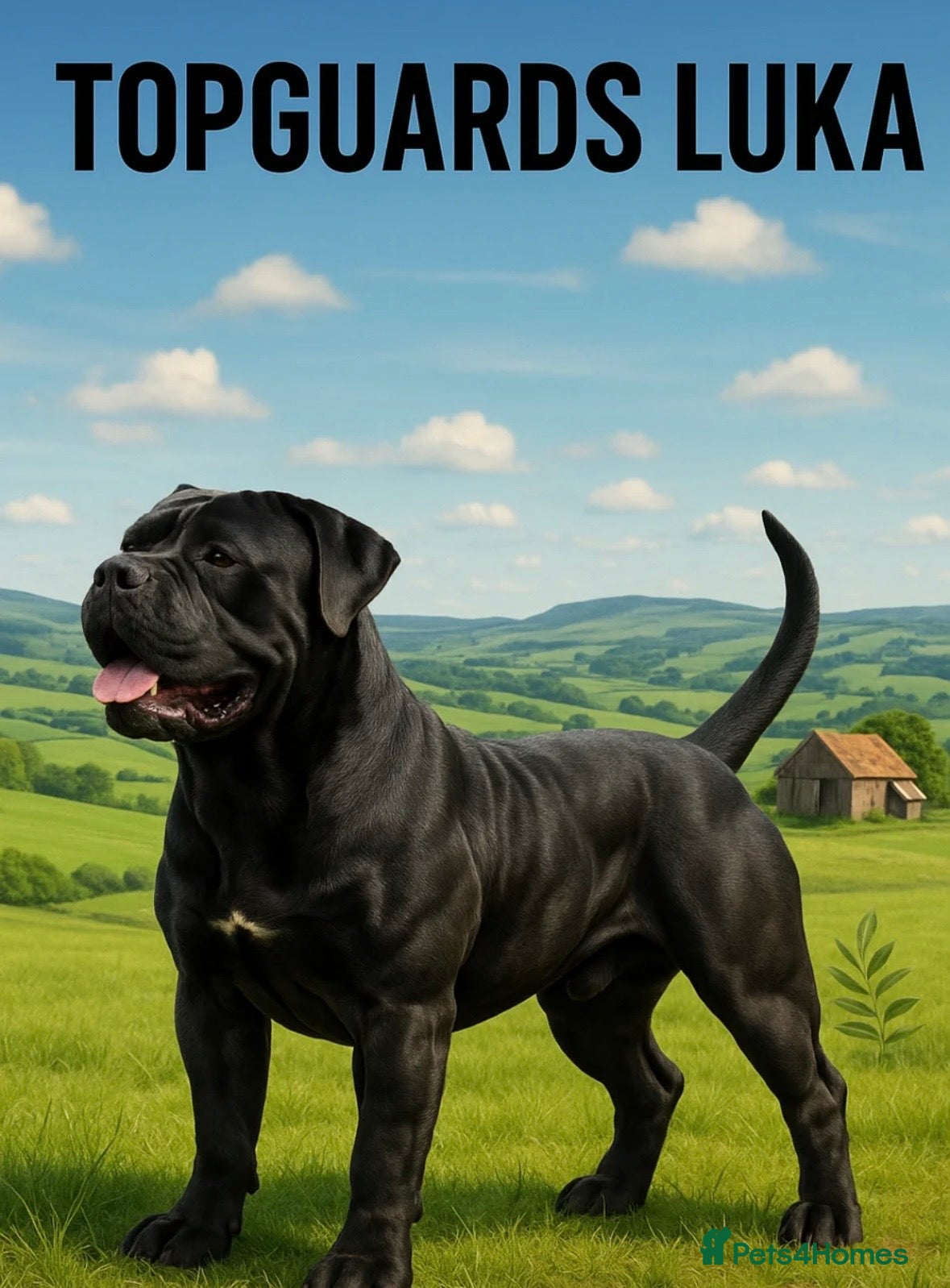Mixed Breed dogs XLCane CorsoxBoerboel Pups Ready for Loving Homes - Advert 2
