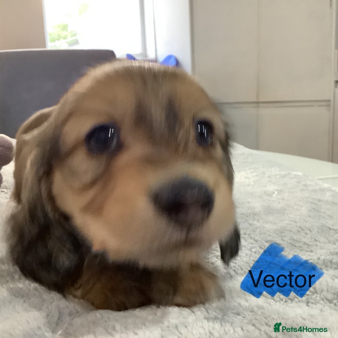 Miniature Dachshund dogs for sale: PRA Clear Mini Longhair Dachshund Pups Cream Red.. - Advert 17