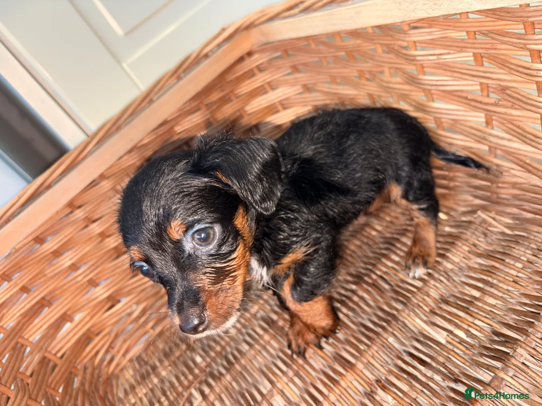 Miniature Dachshund dogs for sale: Wired dachund puppies  - Advert 2