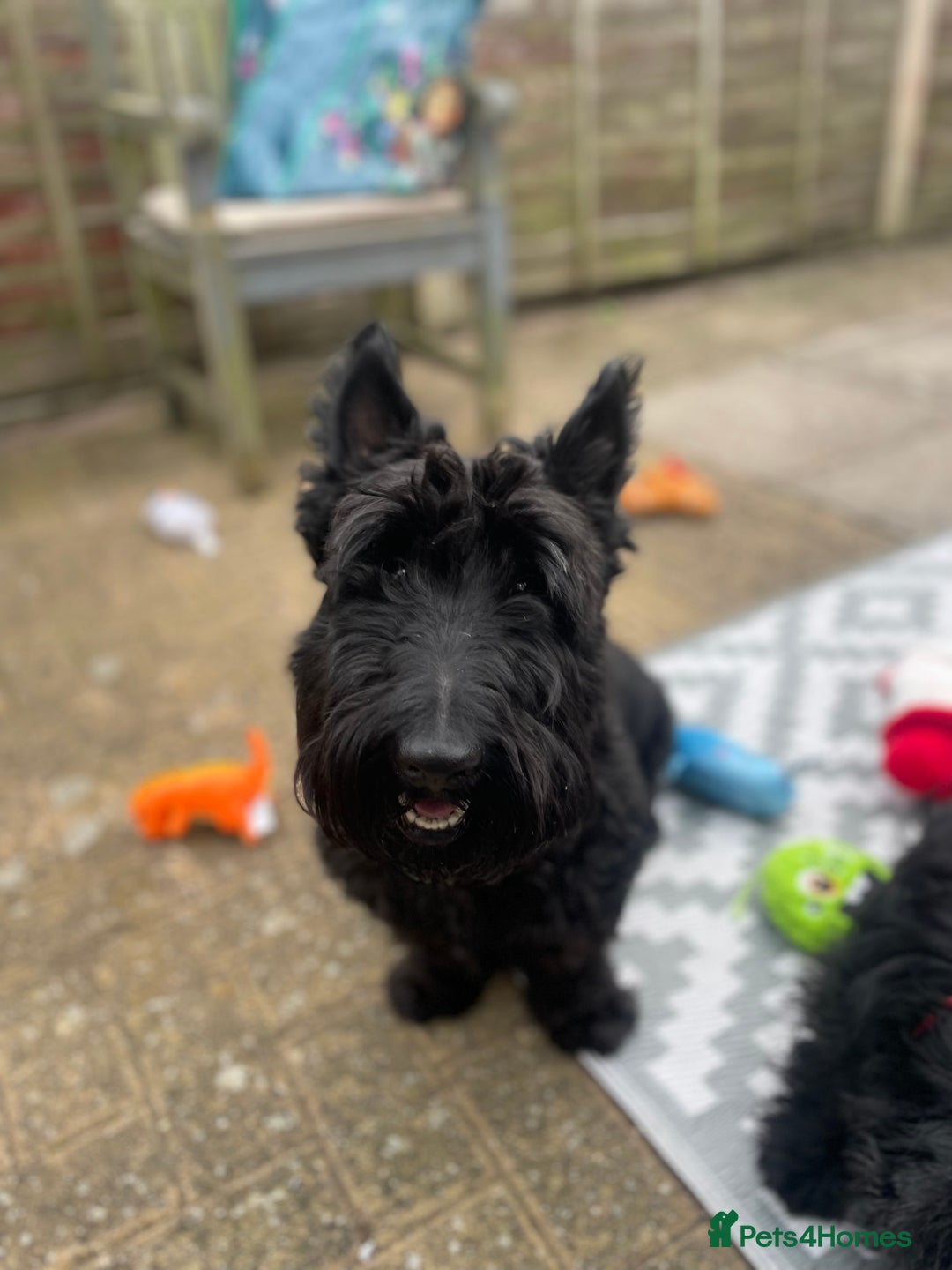 Scottish Terrier dogs for stud: Male Scottish Terrier for Stud - Image 6