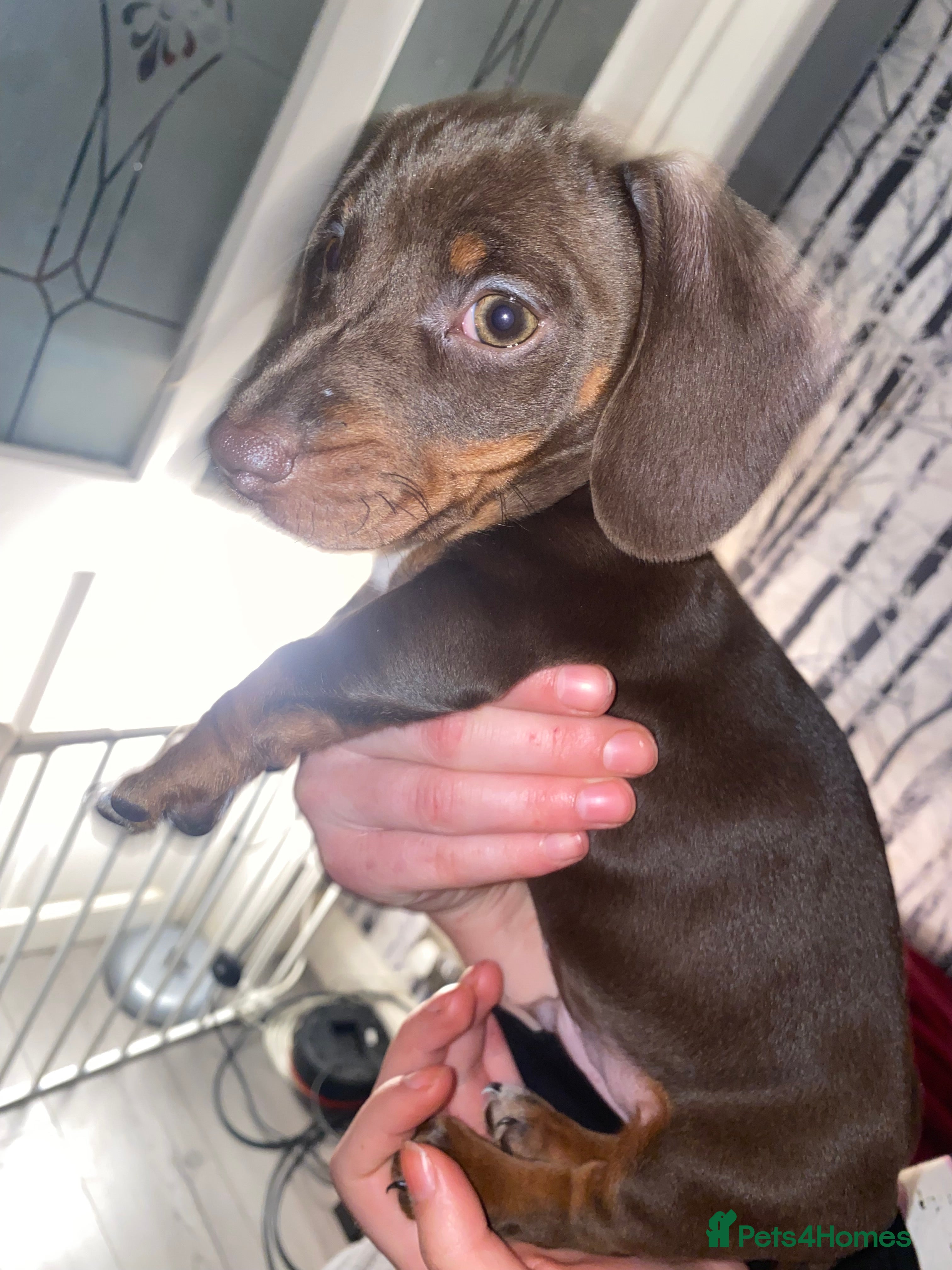 Miniature Dachshund dogs Miniature Dachshund for sale  - Advert 12