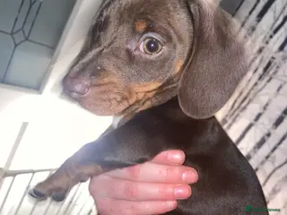 Miniature Dachshund dogs Miniature Dachshund for sale - Advert 1