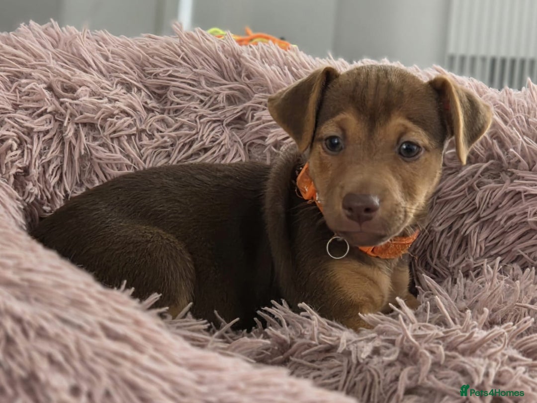 Jack Russell dogs for sale: Miniature Jack russells for sale ready to leave - Image 19
