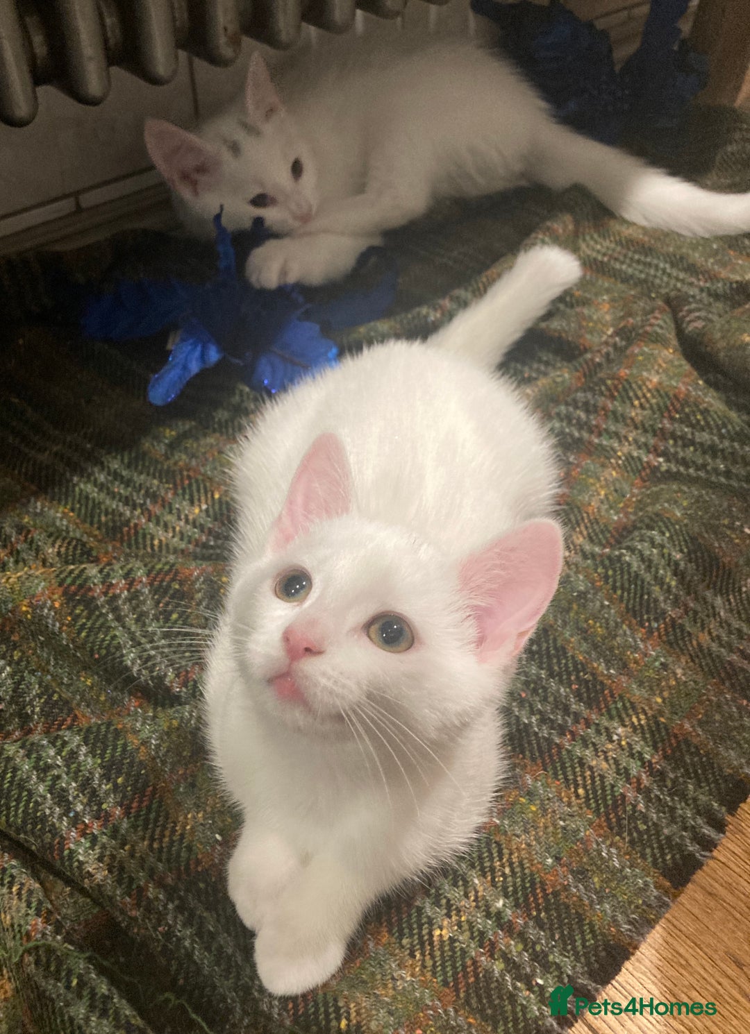 Turkish Van cats for sale: Gorgeous Turkish Van Kittens - Advert 14