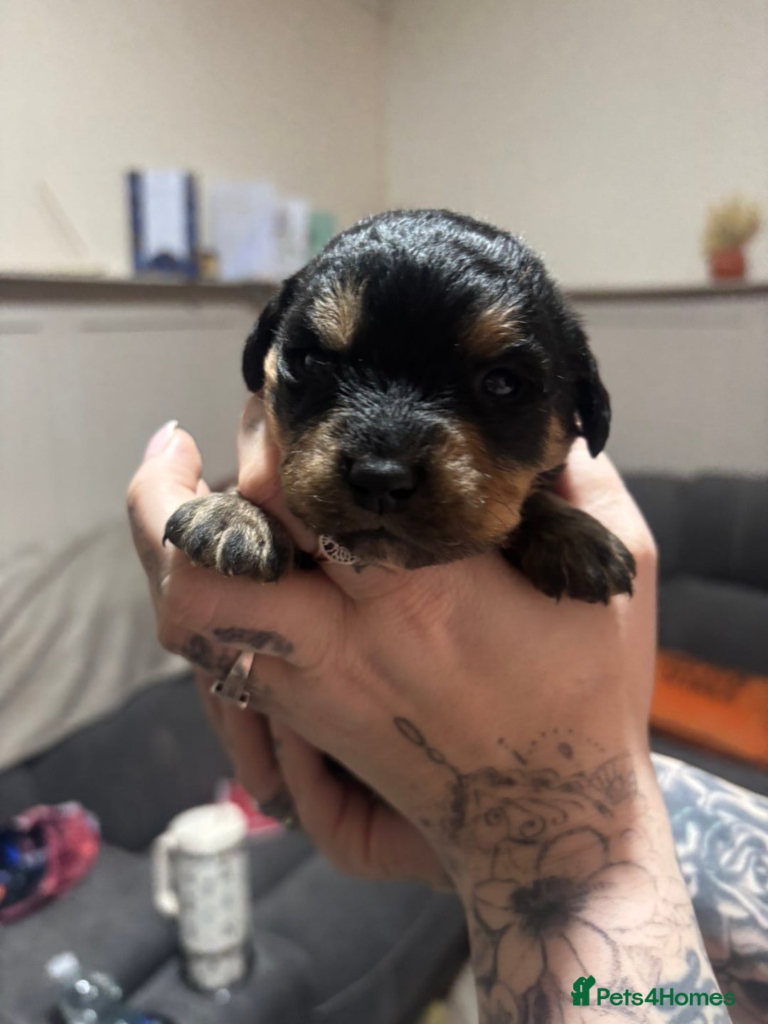 Mixed Breed dogs for sale: Rottweiler cross puppies - Advert 15