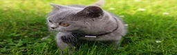 British Shorthair cats for sale: Ready to go. Gccf registered blue BSH kittens - Advert 33