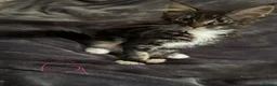 Maine Coon cats for sale: Mainecoons - Advert 8