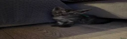 Maine Coon cats for sale: Maine coon mixed kittens  - Advert 13