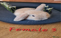 Mini Lop rabbits for sale: 6 Mini Lop Baby Rabbits - 4 females, 2 males - Image 10