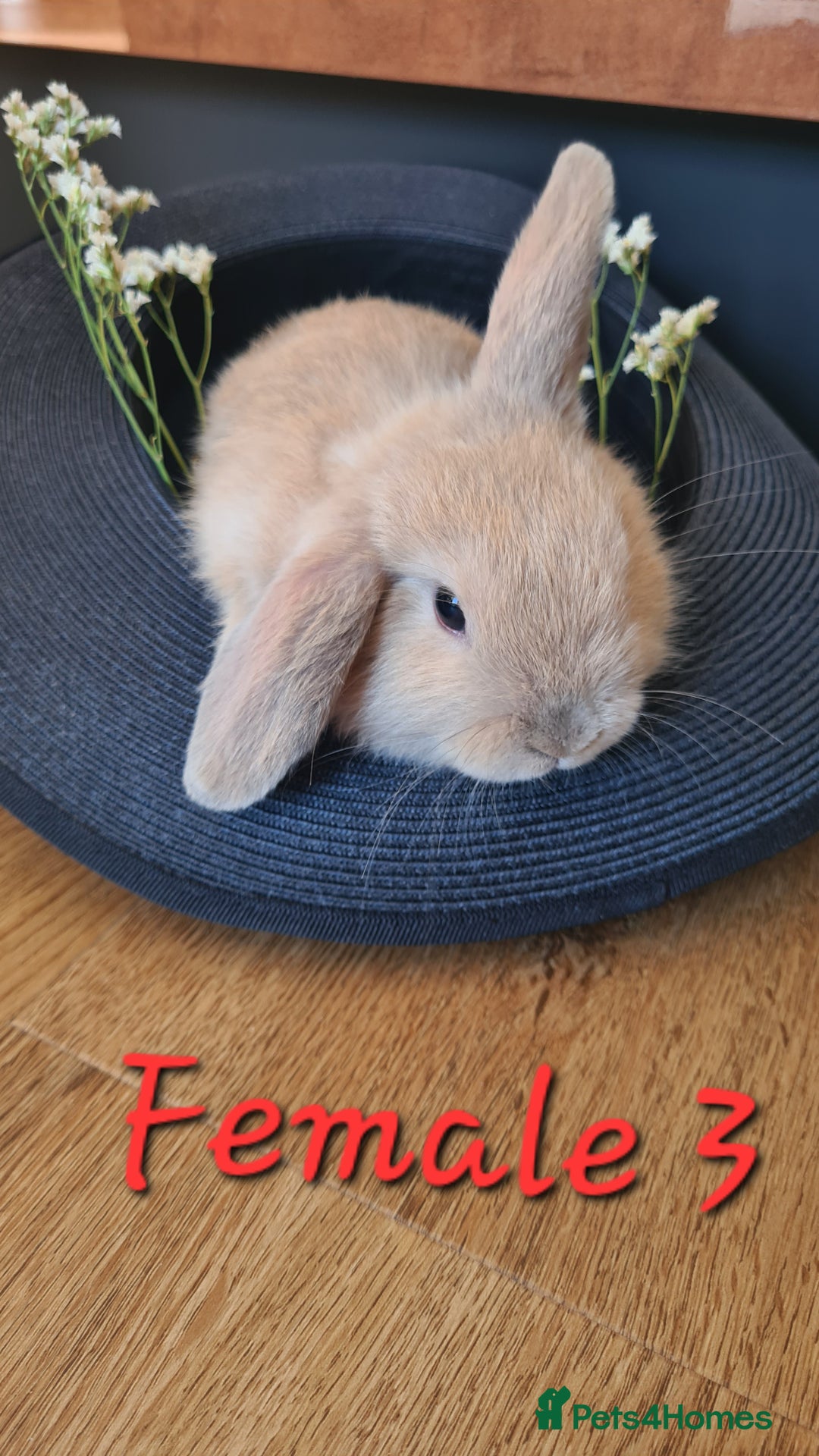 Mini Lop rabbits for sale: 6 Mini Lop Baby Rabbits - 4 females, 2 males - Image 10
