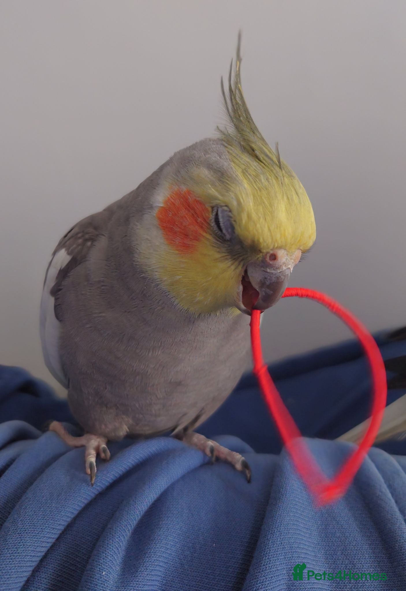 Cockatiels birds Hand tame male cockatiel  - Advert 13