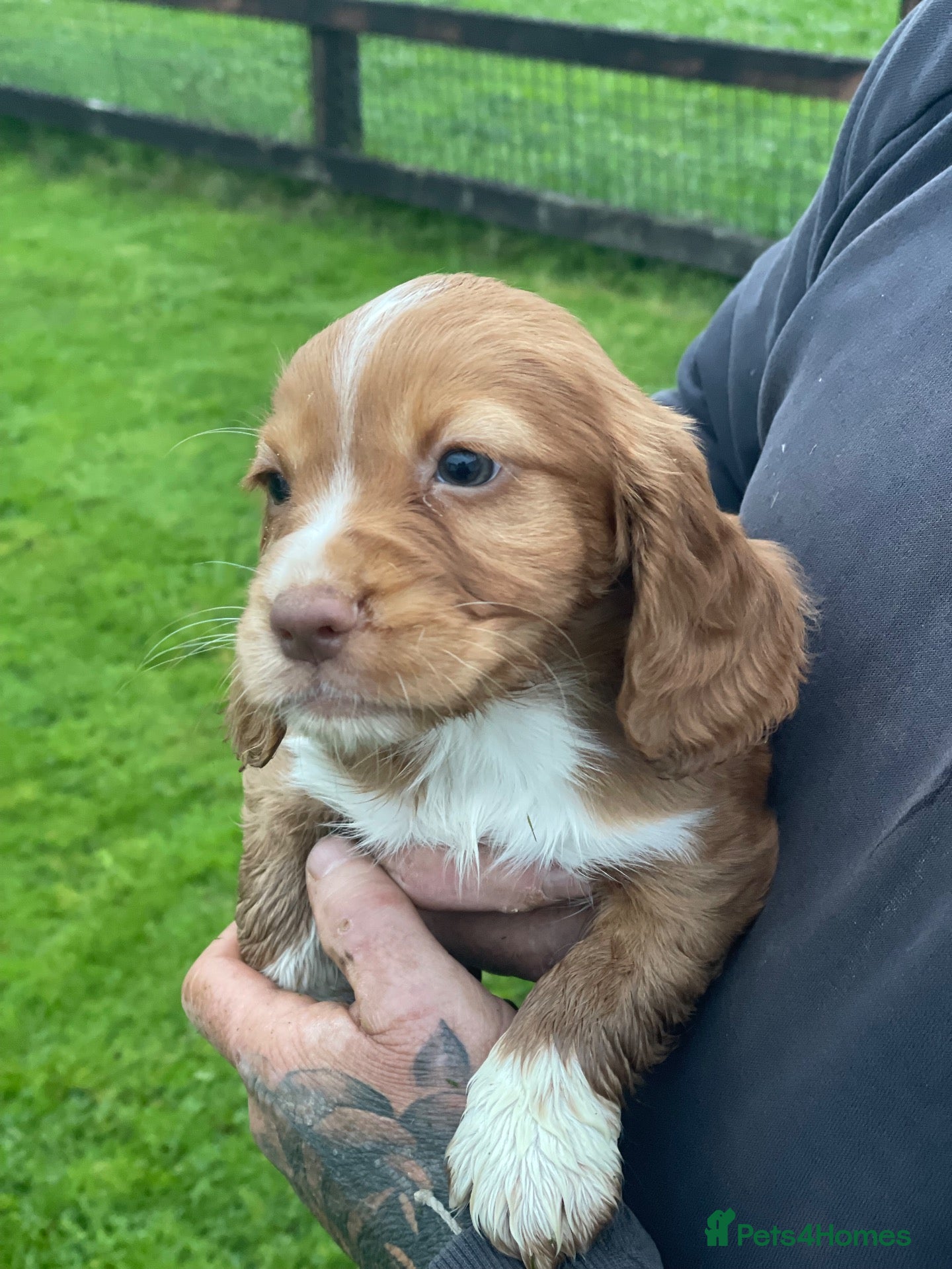 Cocker Spaniel dogs KC Registered Working Cocker Spaniel Puppies - Advert 14