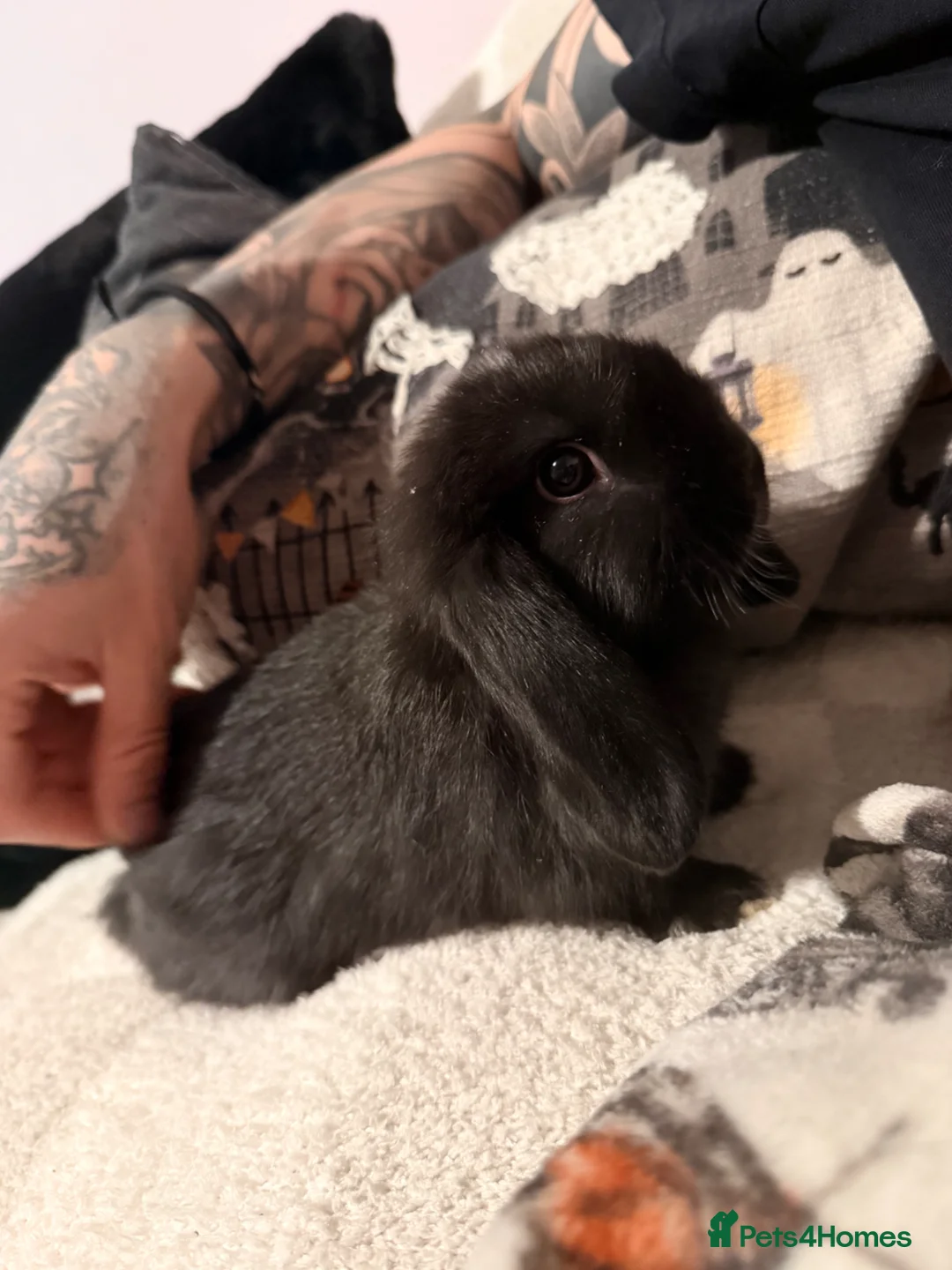 Mini Lop rabbits for sale: 3 beautiful Mini Lop Doe’s - Advert 2