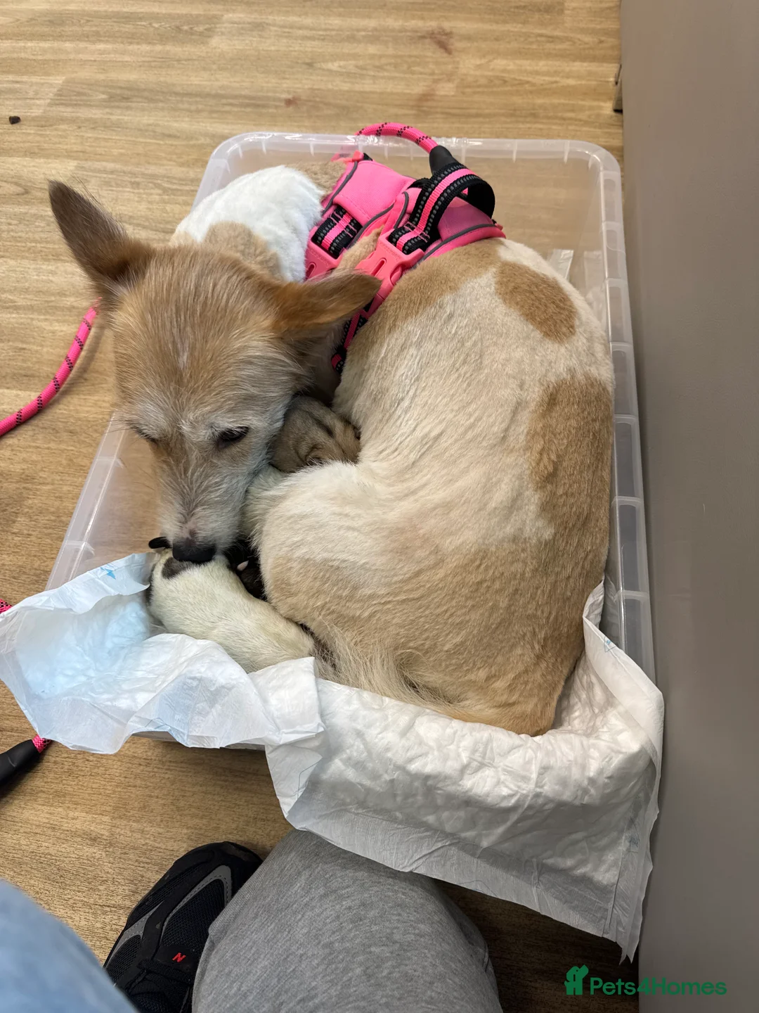 Mixed Breed dogs for sale: Mixed breed puppies in Rowley Regis - Advert 1