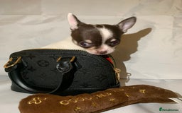 Chihuahua dogs for sale: Very tiny t cup boy ready for forever home  - Image 10