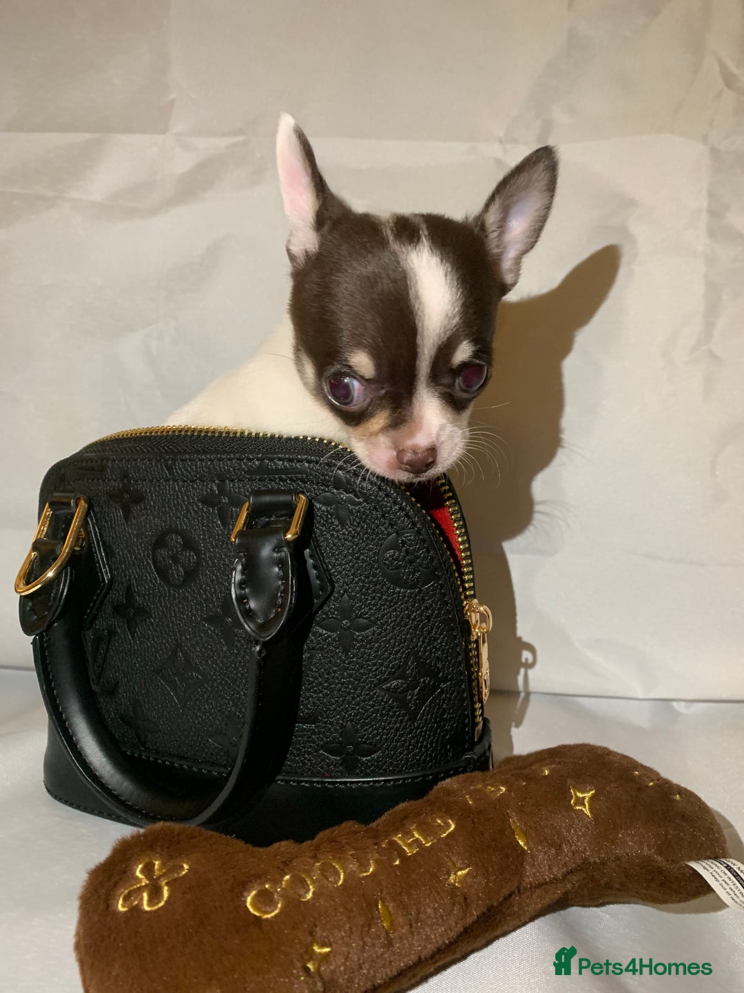 Chihuahua dogs for sale: Very tiny t cup boy ready for forever home  - Image 10