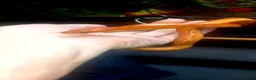 Corn Snake reptiles for sale: Corn snakes forsale 2025 corn snakes 2026 clutches - Advert 12