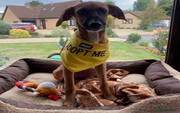 Mixed Breed dogs for adoption: Minnow (Hound/Shepherd mix) - Image 7