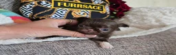 Chihuahua dogs for sale: Xx quality chocolate longcoat chihuahua puppies Xx - Advert 18