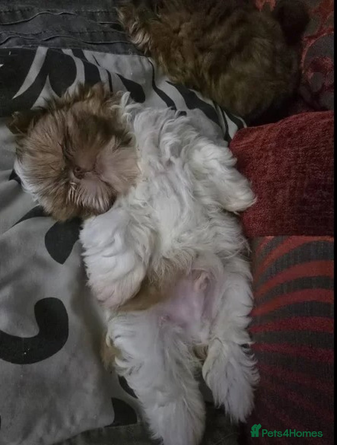 Shih Tzu dogs for sale: only 1 female purebred shih tzu pup left - Advert 2