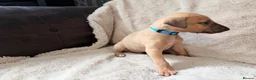 Whippet dogs for sale: Kc registered whippet male pup in Wolverhampton - Advert 6