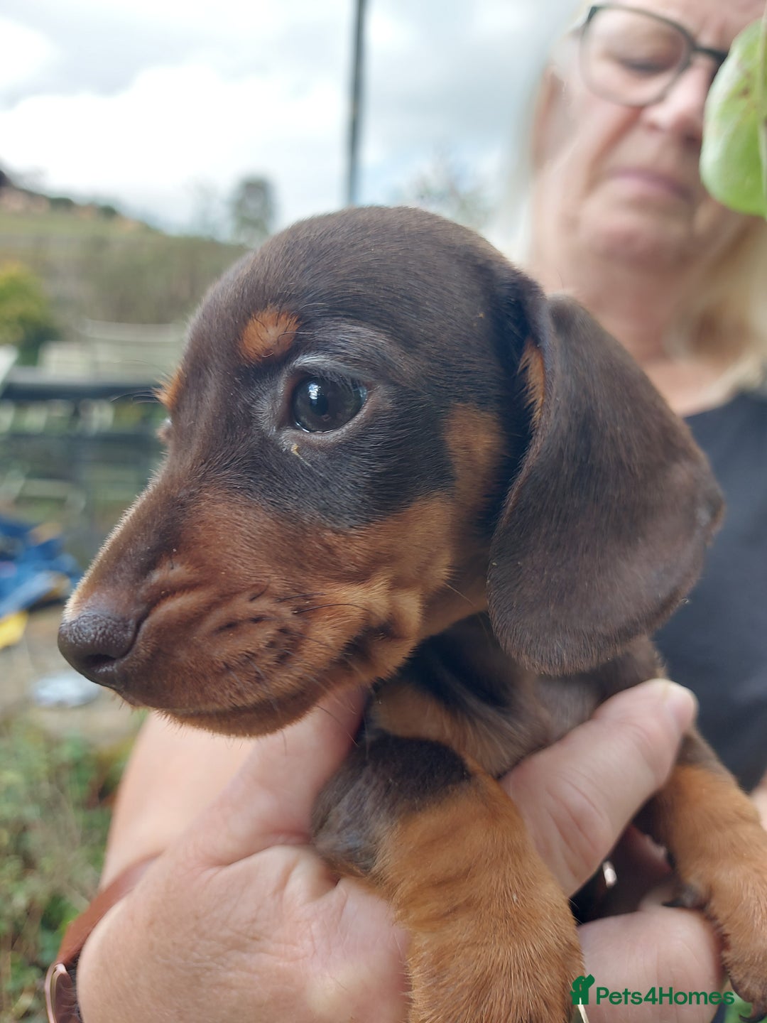 Miniature Dachshund dogs for sale: Beautiful litter of 6 true to type miniature pups. - Image 4