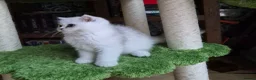 British Longhair cats for sale: Stunning Black Tipped British  - Advert 3