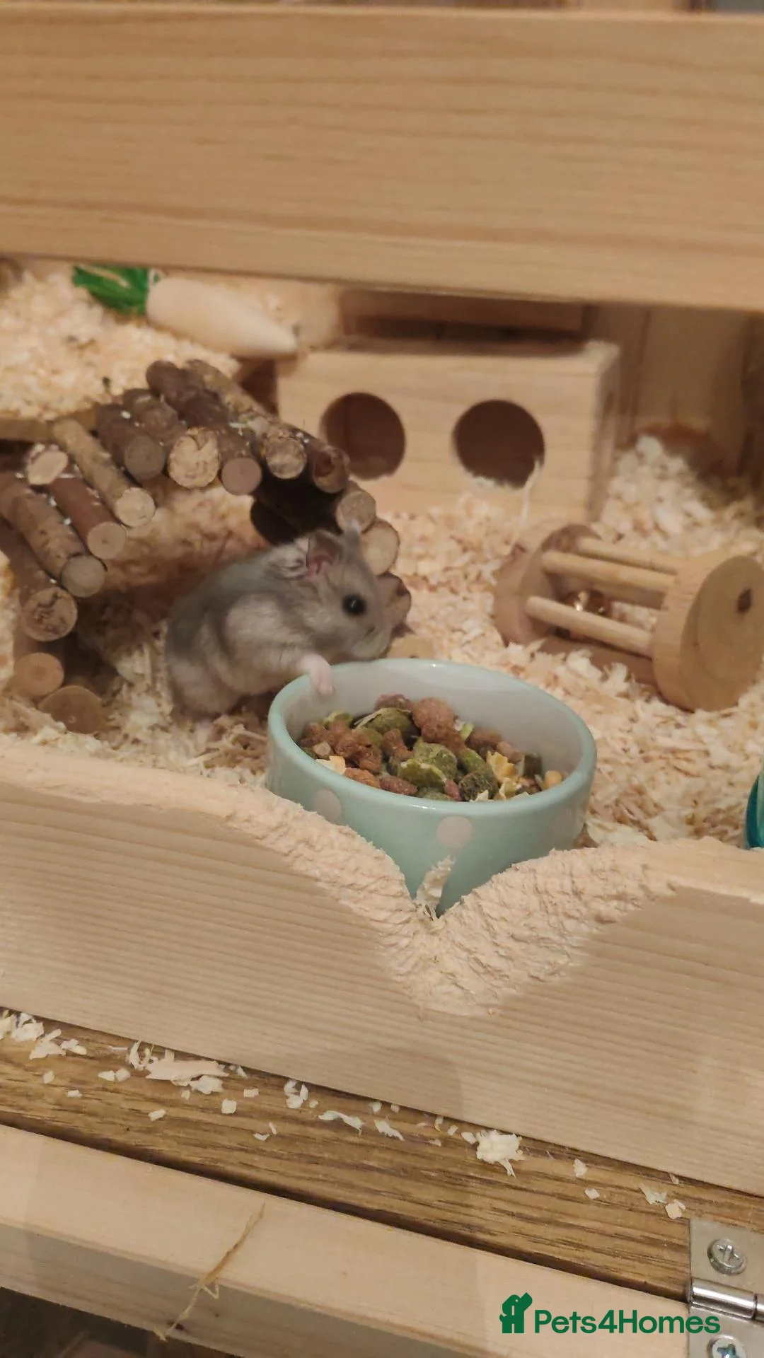 Hamster rodents for sale: Female Russian hamster for sale with full set up in Stoke-on-Trent - Advert 9