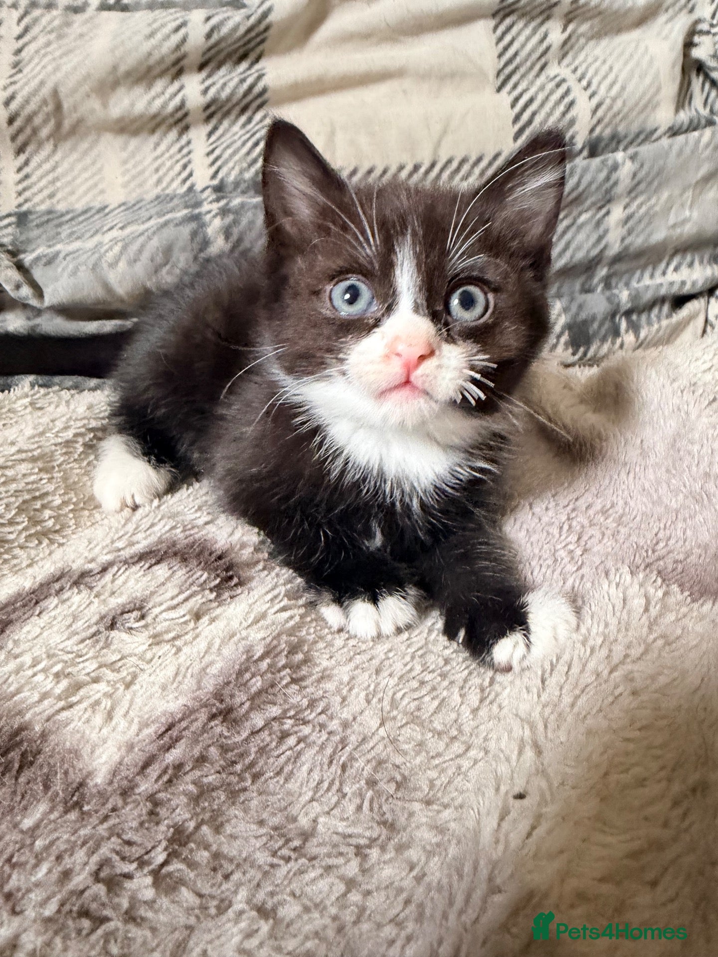 Mixed Breed cats 3 Kittens Looking for there forever home - Advert 1