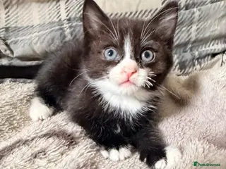 Mixed Breed cats 3 Kittens Looking for there forever home - Advert 1