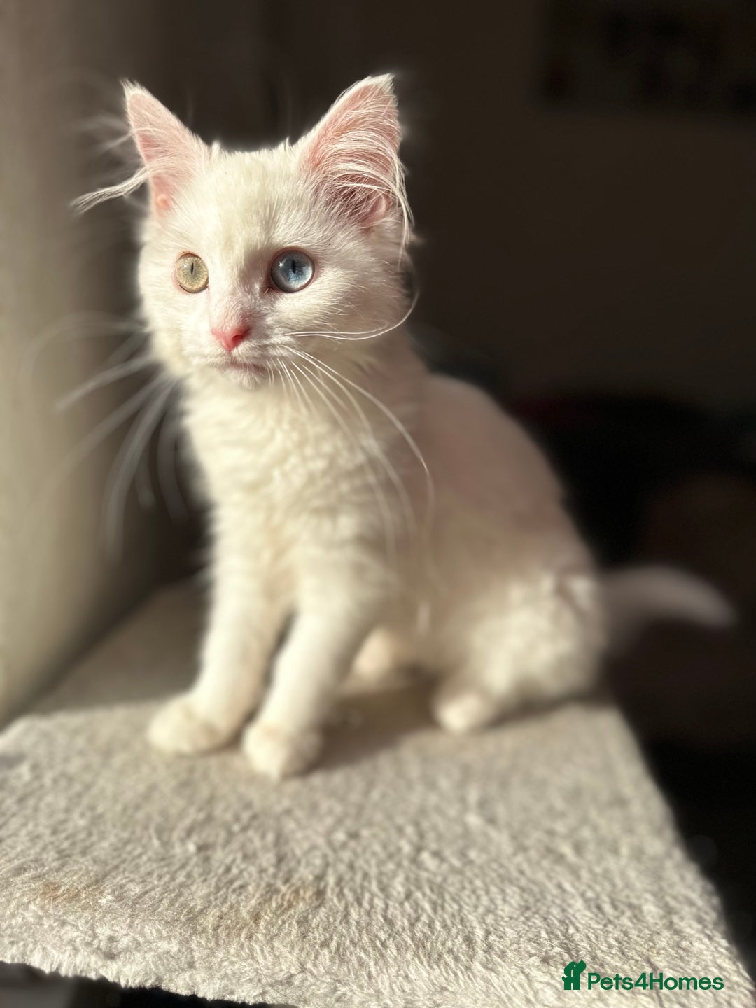 Mixed Breed cats for sale: beautiful male kitten for sale  - Advert 1