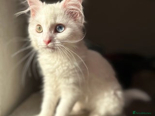 Mixed Breed cats beautiful male kitten for sale - Advert 1