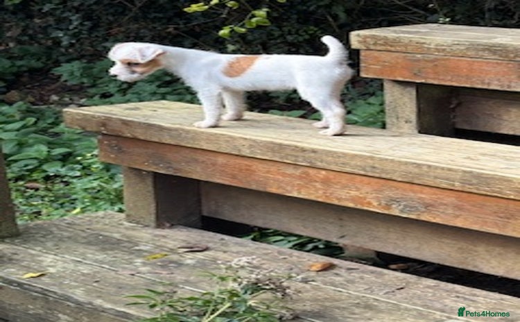 Parson Russell dogs - Advert 1
