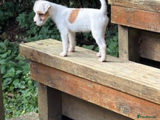 Parson Russell dogs - Advert 1